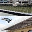 Bird Spike Fence Spikes 3659703 Carousel 4
