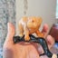 An orange Jasper jade bear on dark green jade branch Carousel 6