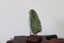 New Zealand greenstone display touchstone on stand Kokopu pounamu viewing stone Carousel 4