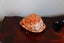Amazing beautiful polished seashell display piece idea gift Carousel 3