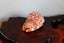 Amazing beautiful large polished seashell display piece idea gift Carousel 3