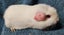 Healthy Baby Guinea Pigs Carousel 6