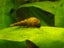 Malaysian Trumpet Snails (MTS) x 10 Carousel 2