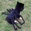 Spider Back Design Pet Halloween Costume Fits Cats Small/Medium Dogs Puppies Carousel 6
