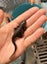 Japanese firebellied newts - breeding group + set up Carousel 5