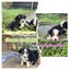 Gorgeous Border Collie Puppies Carousel 1