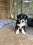 Gorgeous Border Collie Puppies Carousel 2