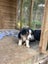 Gorgeous Border Collie Puppies Carousel 4