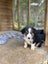 Gorgeous Border Collie Puppies Carousel 5