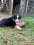 Gorgeous Border Collie Puppies Carousel 6