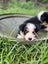 Gorgeous Border Collie Puppies Carousel 7
