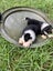Gorgeous Border Collie Puppies Carousel 8