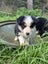 Gorgeous Border Collie Puppies Carousel 9