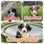 Gorgeous Border Collie Puppies Carousel 10