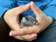 Beautiful baby female mice Carousel 4