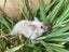 Beautiful baby female mice Carousel 3