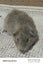 Baby Guinea Pigs Carousel 6