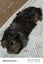 Baby Guinea Pigs Carousel 3