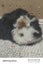 Baby Guinea Pigs Carousel 1
