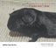 Baby Guinea Pigs Carousel 5