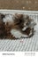 Baby Guinea Pigs Carousel 7