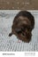 Baby Guinea Pigs Carousel 8