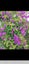 Loading Image 1 of 2