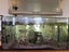 Fisk tank full setup with fish Carousel 1