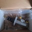 Loading Image 1 of 1