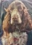 DELIGHTFUL ENGLISH COCKER SPANIEL PUPPIES Carousel 7
