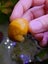 3 Mystery Snails and 1 Golden Apple Snail Carousel 3