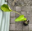Loading Image 1 of 4