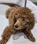 Poodle pups Carousel 3