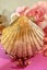 Shell Art - Scallop - Miss Rabbit in Pink w Golden Stag Antler Stand Carousel 8