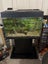 Fish Tank (selling with everything in it) Carousel 2