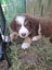 Purebred Border Collie Puppies Carousel 5