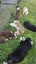 Purebred Border Collie Puppies Carousel 1