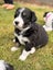 **Stunning Purebred Border Collie Pups** Carousel 3