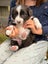 **Stunning Purebred Border Collie Pups** Carousel 16