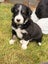 **Stunning Purebred Border Collie Pups** Carousel 8