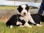 **Stunning Purebred Border Collie Pups** Carousel 14