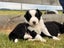 **Stunning Purebred Border Collie Pups** Carousel 1