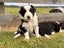 **Stunning Purebred Border Collie Pups** Carousel 13
