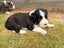 **Stunning Purebred Border Collie Pups** Carousel 12