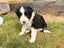 **Stunning Purebred Border Collie Pups** Carousel 11
