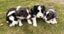 **Stunning Purebred Border Collie Pups** Carousel 2