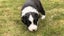 **Stunning Purebred Border Collie Pups** Carousel 7