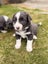 **Stunning Purebred Border Collie Pups** Carousel 5