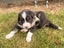 **Stunning Purebred Border Collie Pups** Carousel 4
