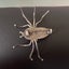 Vintage sterling silver and Paua Spider brooch Carousel 4